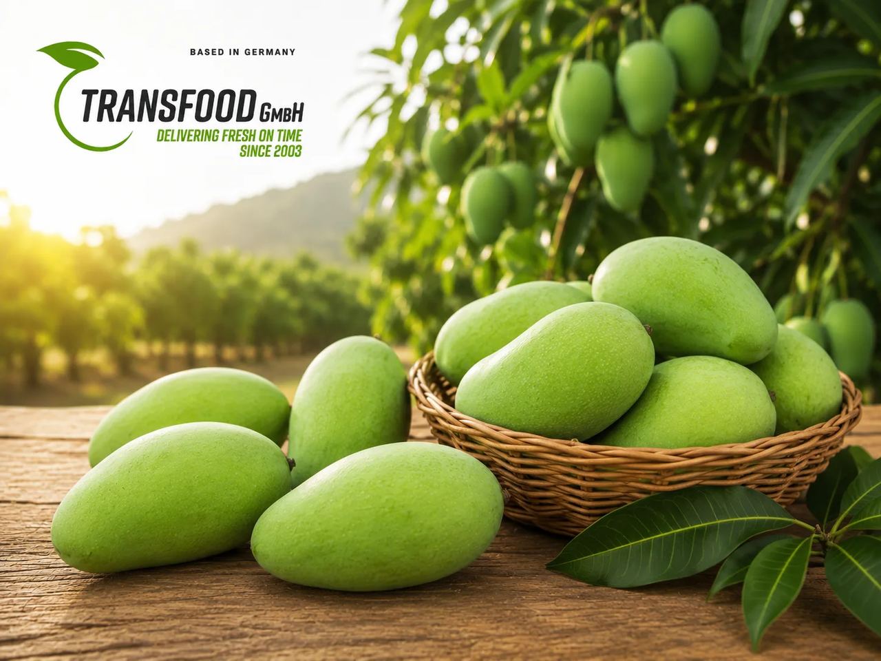 Fresh Green Mango (Fresh Green Mango / Unripe Mango / Raw Mango / Kacha Aam)
