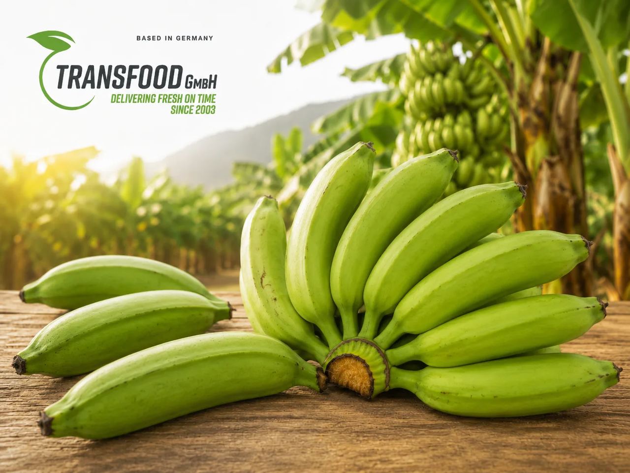 Green Plantain (Green Cooking Banana / Unripe Vegetable Banana / Plátano Verde)