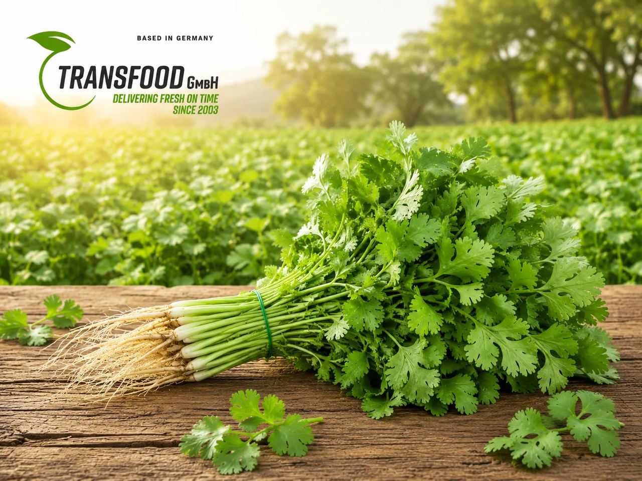 Fresh Coriander (Fresh Coriander / Coriander Bund / Dhania Patta)
