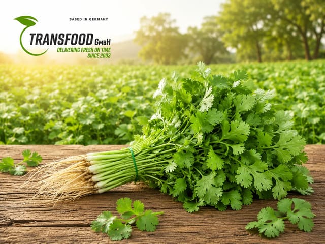 Fresh Coriander (Fresh Coriander / Coriander Bund / Dhania Patta)