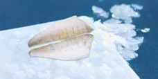 Seacon Pike Perch Fillets