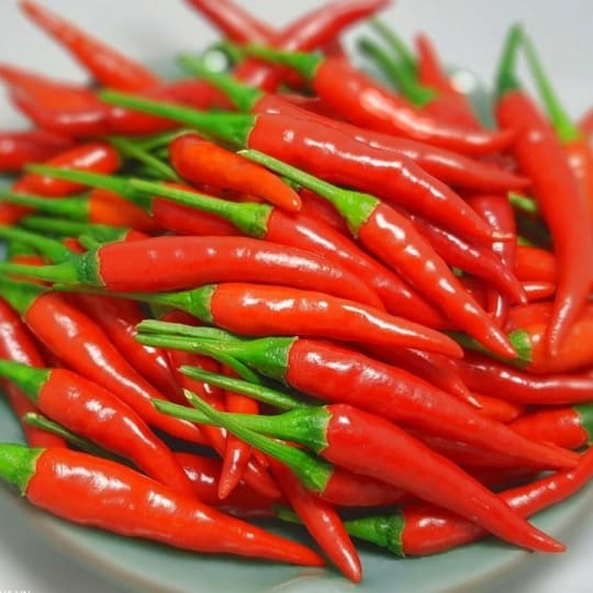 Red chili pepper