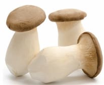 King Oyster Mushroom (King Oyster Mushroom)