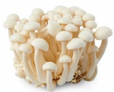 White Shimeji (Shimeji White Mushroom)
