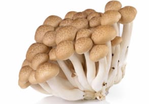 Brown Shimeji (Shimeji Brown Mushroom)