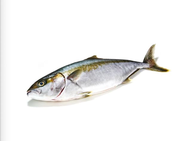 Yellowtail king mackerel