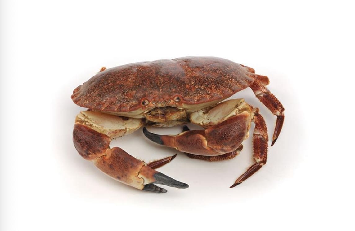 Sea crab