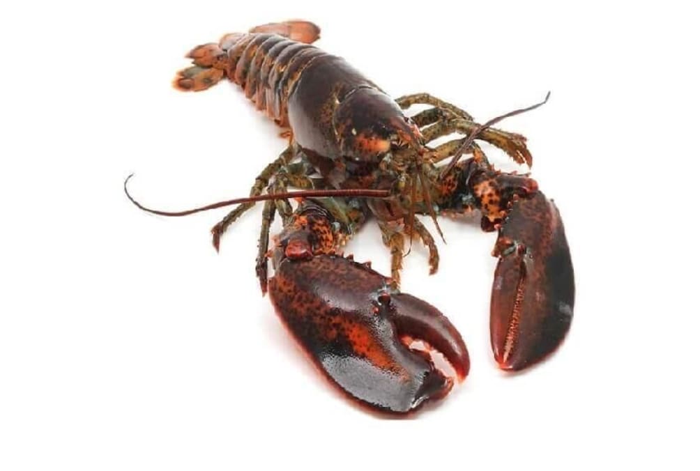 Lobster size 1.1kg - 1.4kg