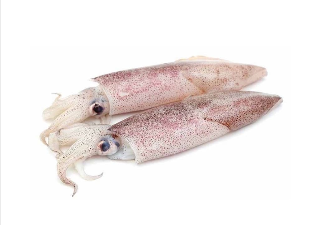 Baby squid is about 700gr - 800gr in size